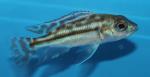 Fusco 2" (Nimbochromis fuscotaeniatus)